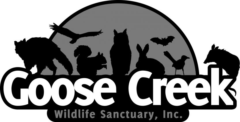 Call for Artists: Goose Creek Wildlife Sanctuary T-shirt Design ...